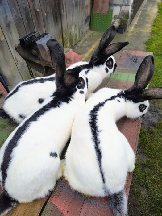 Królik król samica srokacz niemiecki