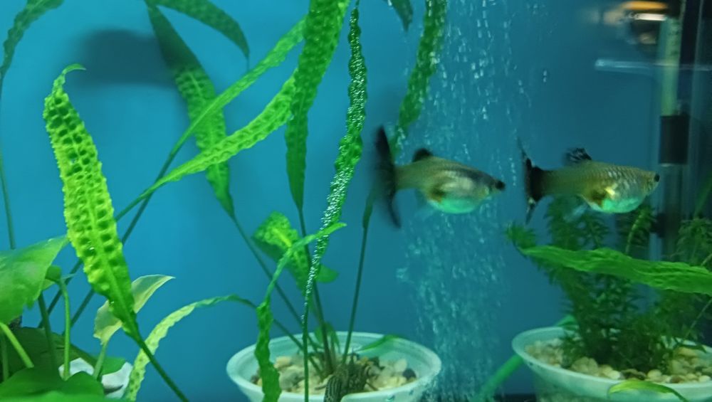 Akwarystyka Rośliny