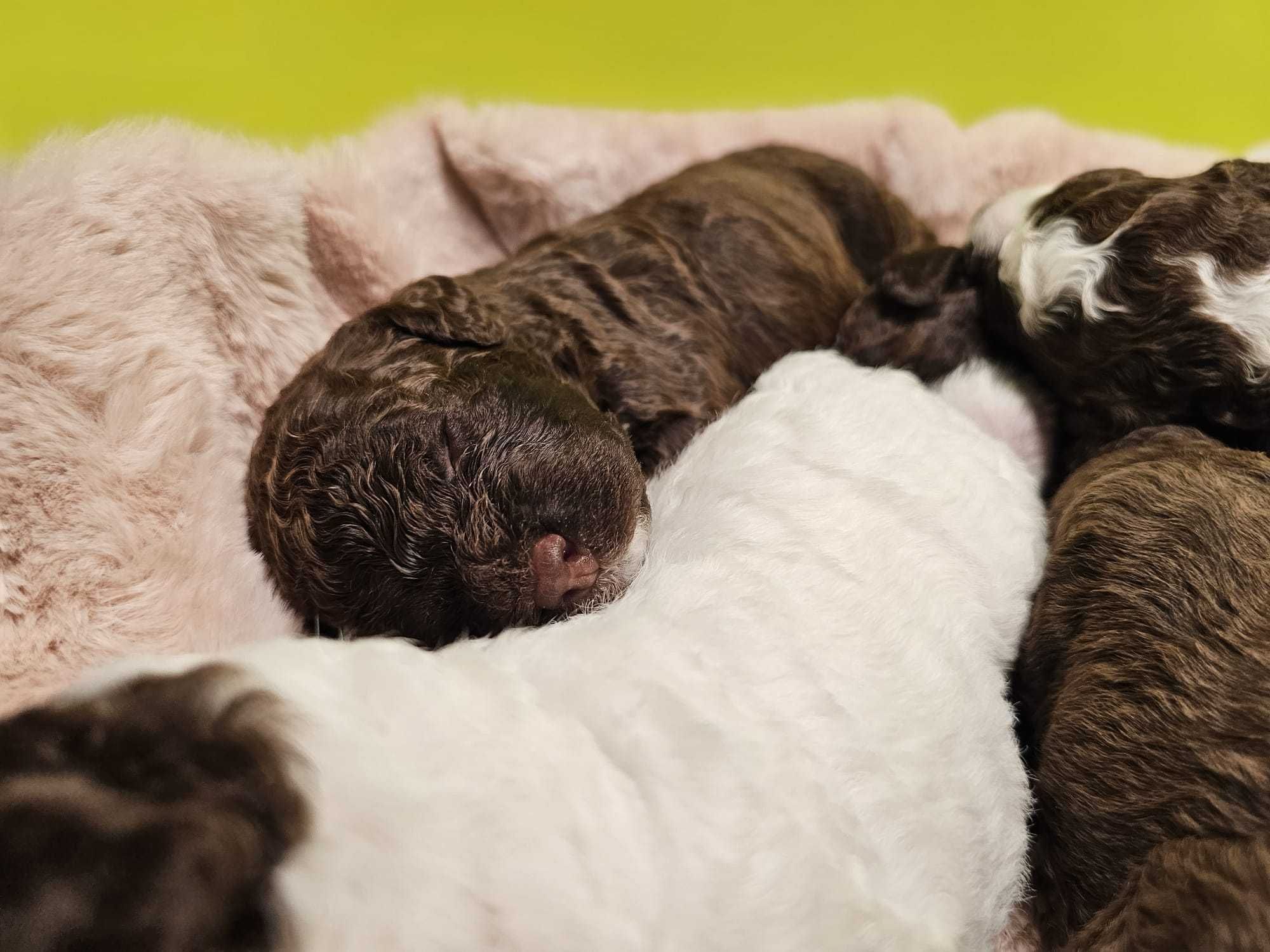 Lagotto Romagnolo FCI – biało-brązowy piesek, miot STRANGER, Trufflove
