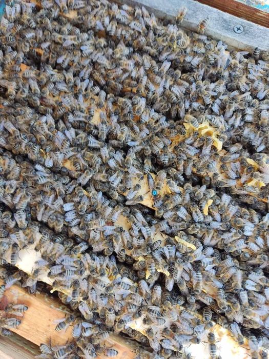 Бджоломатки Бакфаст