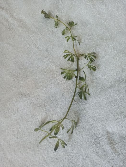 Тихий компресор для акваріуму