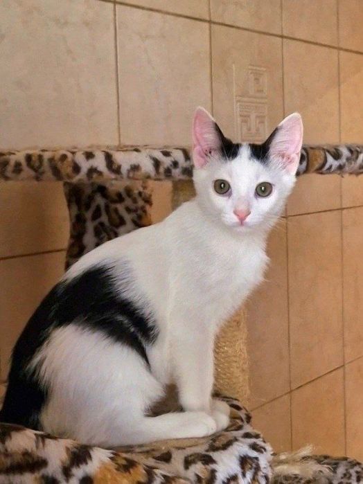 Харьков!Котенок отдается ответственным хозяевам