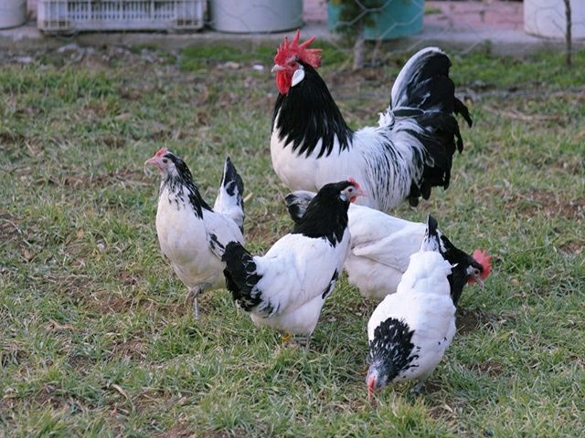 Інкубаційне яйце кур, курчата, Лакенфельдер білий, палевий.
