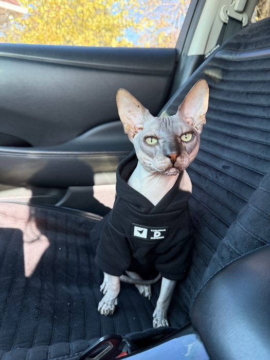 Сфінкс резинка сфинкс