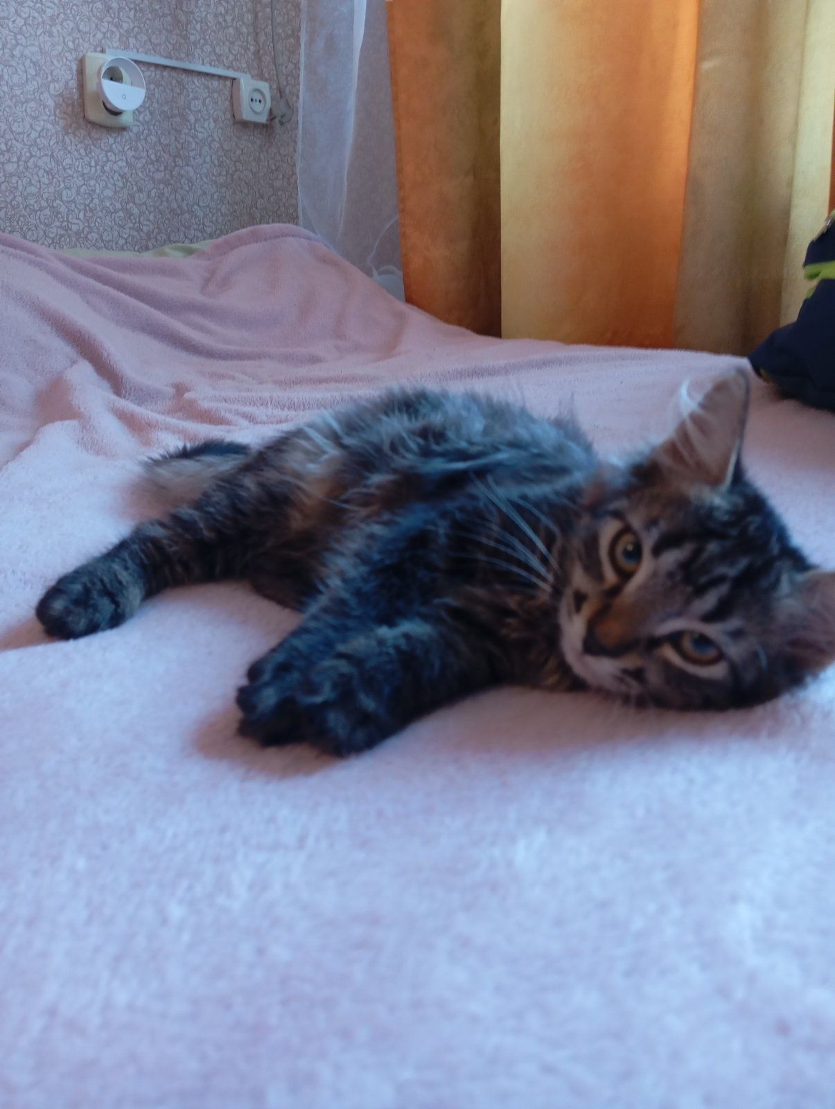 Віддам у добрі руки кошеня