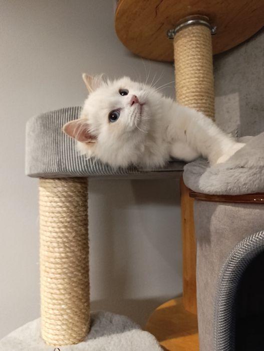 Kot ragdoll w wyjątkowych kolorze / kotka ragdoll- rodowód, wyjątkowy