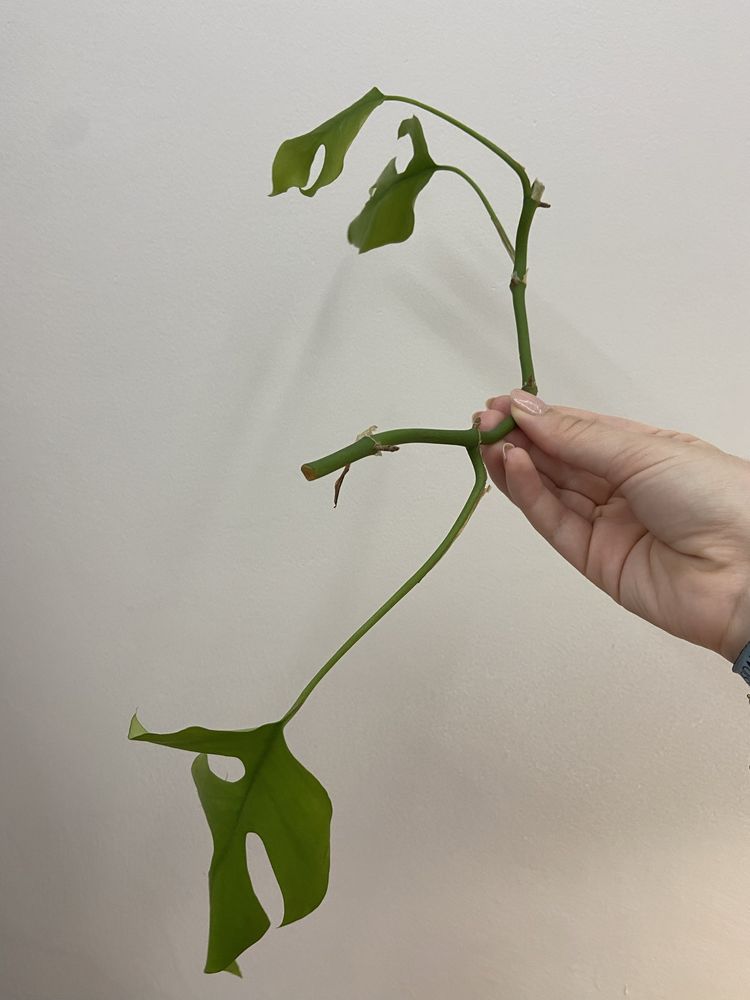 Corte de Monstera Minima (Rhaphidophora Tetrasperma)
