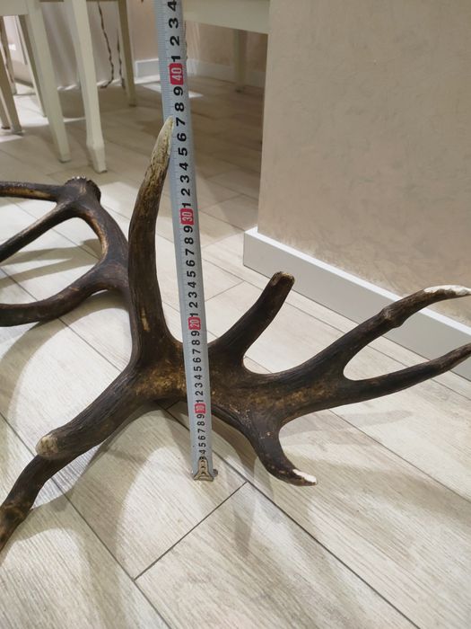 Роги оленячі 2025 року