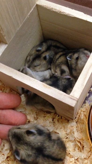 Джунгарики малыши