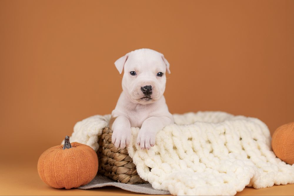 Розкішна дівчинка амстафф з офіційного розплідника