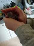 Red Rumped - verdes