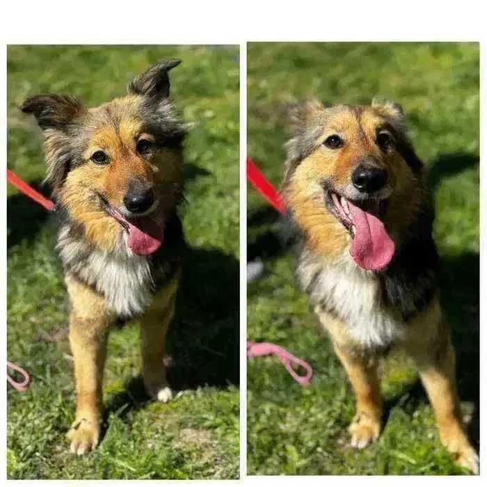 Молодой пес Ден ищет дом