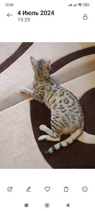 Кошечка в добрую семью.