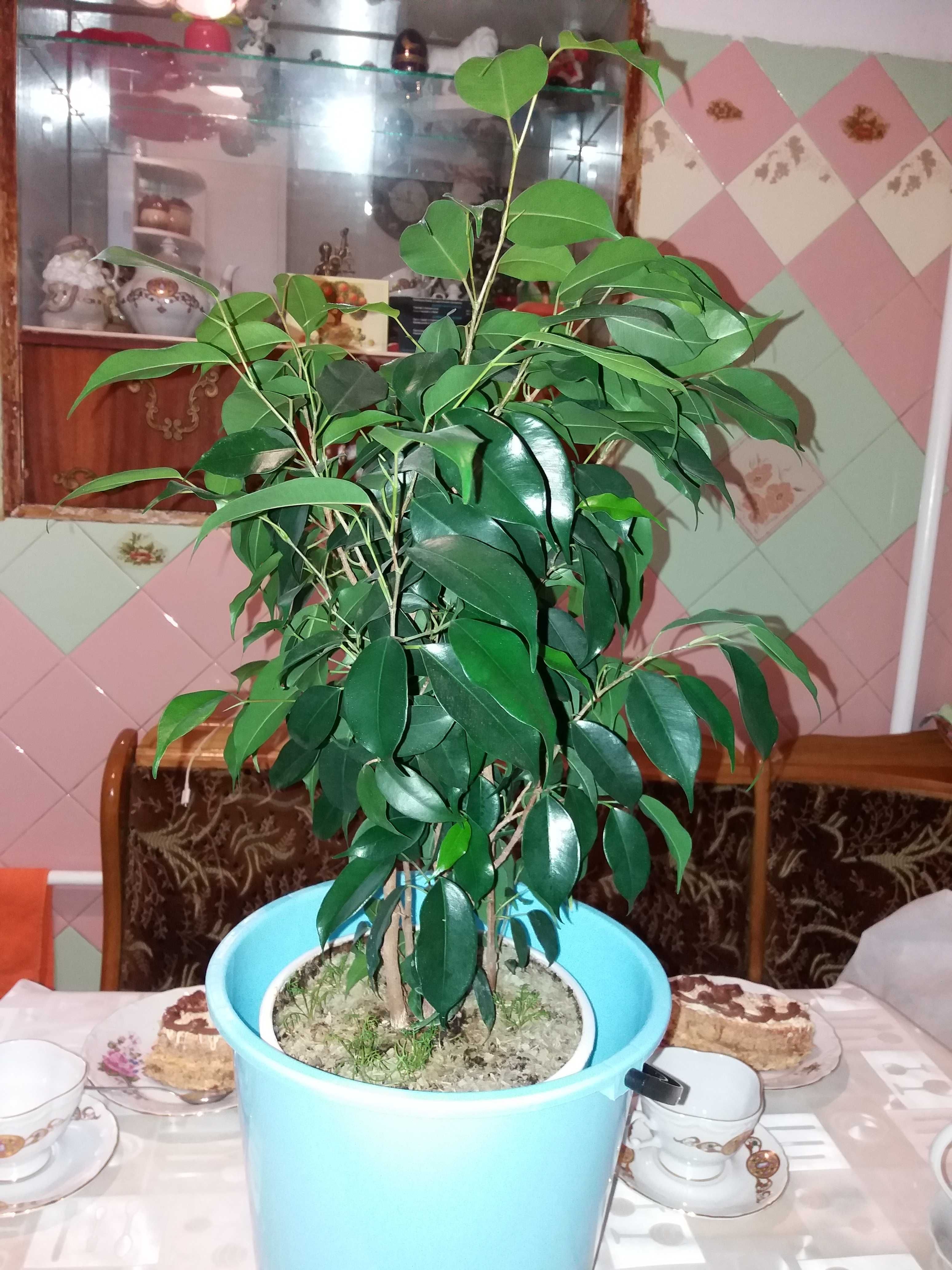 Фикус BanjuminFicus Таллисман Удачи-Процветания Дерево-Огонь