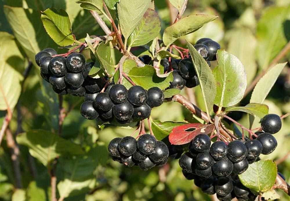 Aronia ! 3 letnie duze sadzonki! OWOCUJĄCE! 120cm miododajne