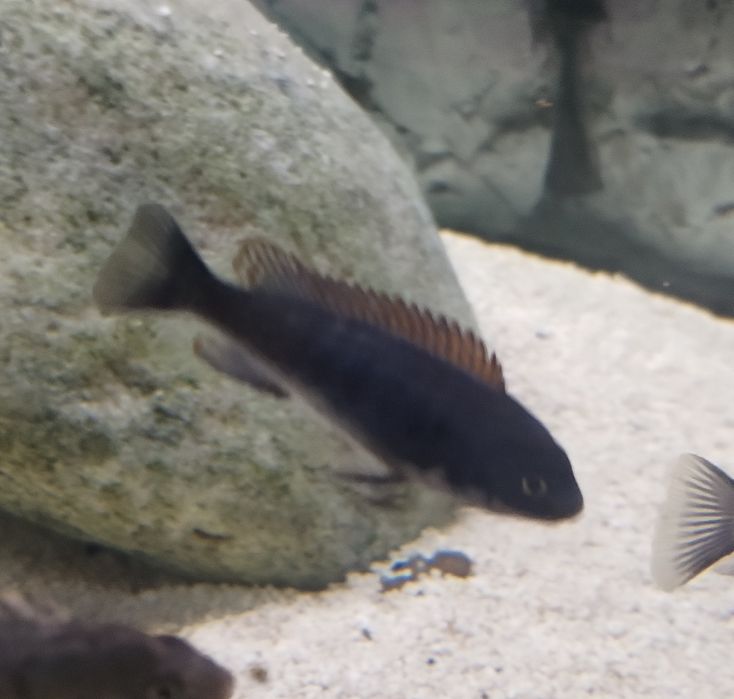 Labeotropheus trewavasae