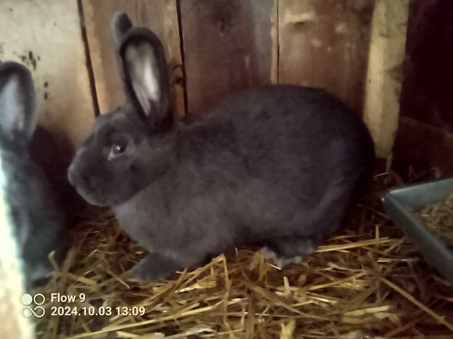 Sprzedam króliki wiedeńskie niebieskie
