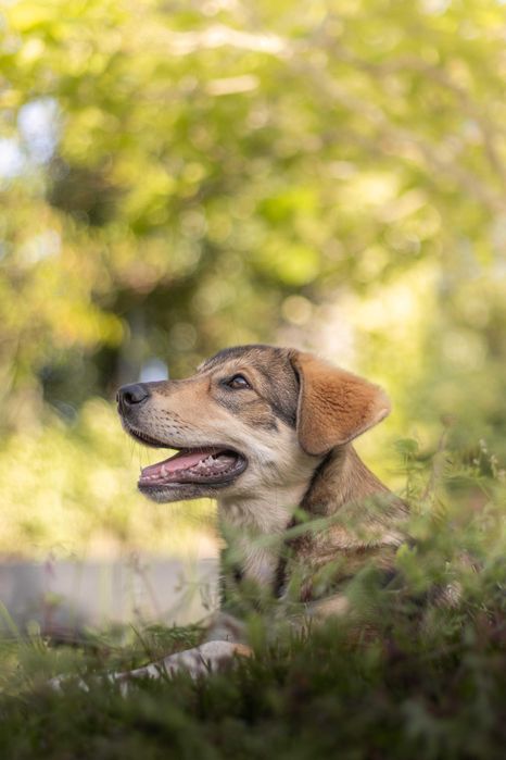 Cadelinha 11 meses para adoção