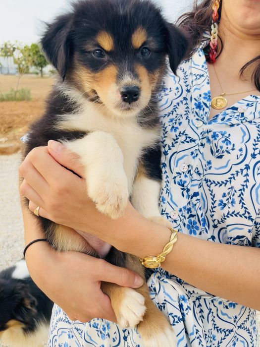 Pastor australiano macho com lop