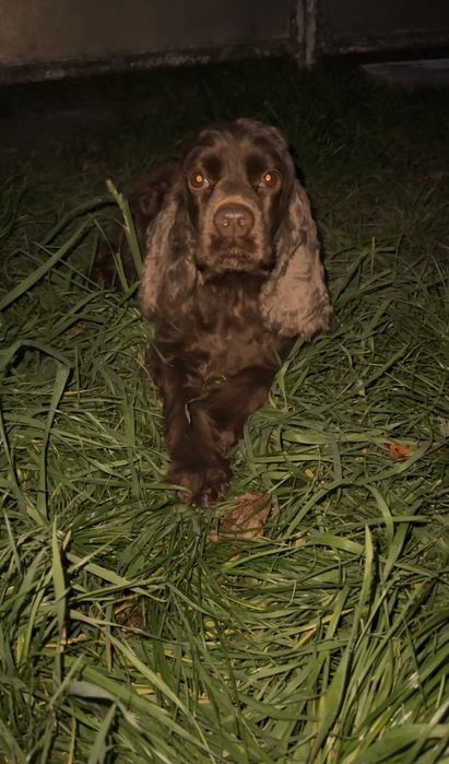 Доросла дівчинка Англійського кокер спаніеля