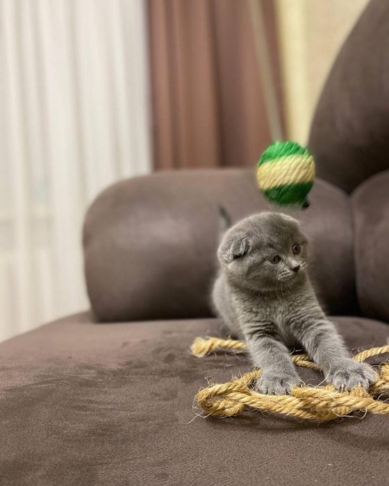 Кошеня скоттіш-фолд хлопчик