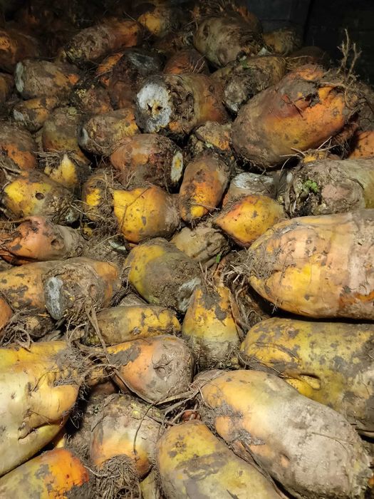 Buraki pastewne żółte oraz warzywa