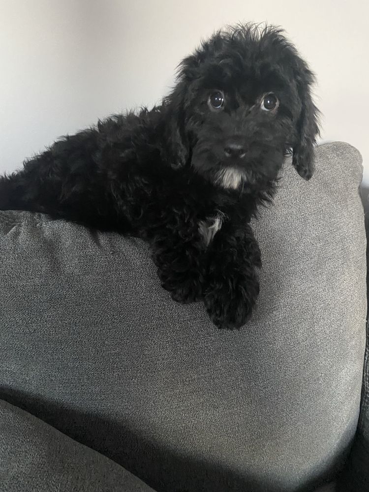 Cavapoo piesek gotowy do odbioru