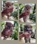szpic miniaturowy pomeranian
