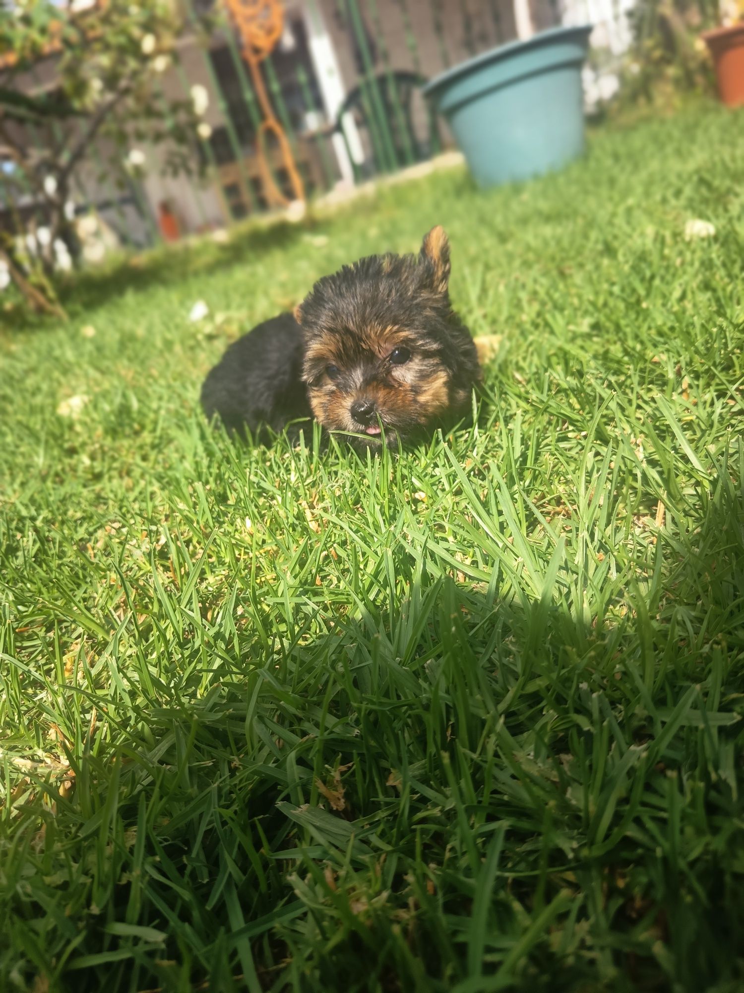Yorkshire Terrier miniature, vacinado e desparasitado