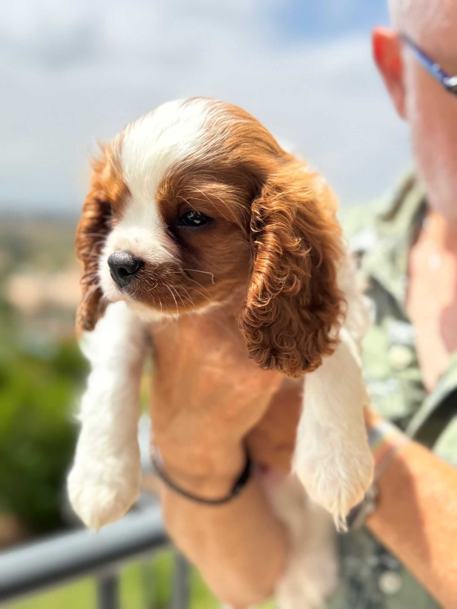 Cavalier King Charles com excelente pedigree