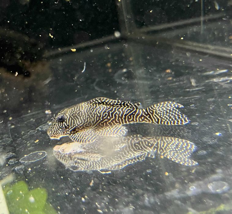 Glonojad L260, Tina ZOO Zabrze