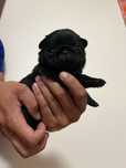 Mops - wybitny czarny chlopak
