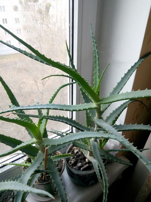 Алое лечебное комнатное алоє лікувальне