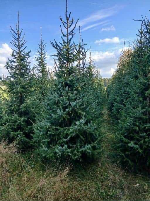 Choinki, świerk serbski 2,5 - 2,8 m