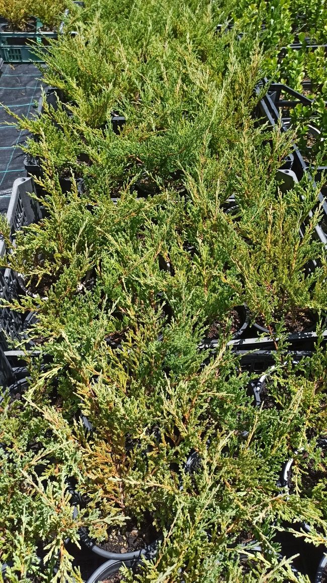 Juniperus Horiz. Hughes