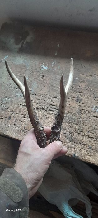 Роги косулі роги цапа