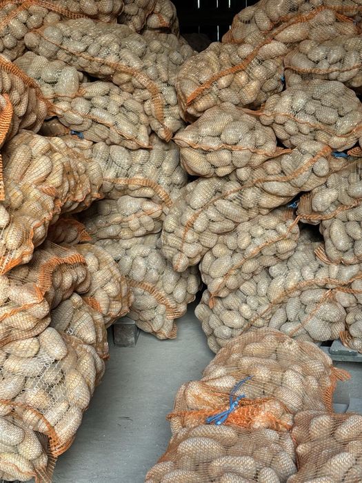 Ziemniaki Jadalne Denar, Lord, Queen Anna