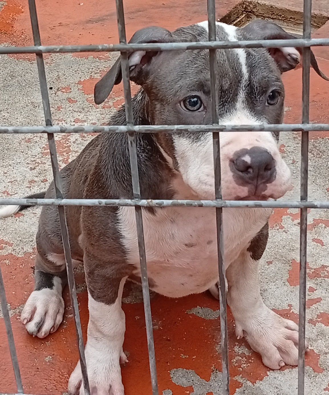 American Staffordshire Terrier