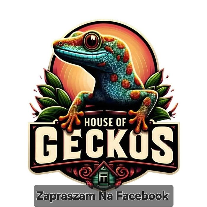 Gekon dzienny, jaszczurka , terrarystyka