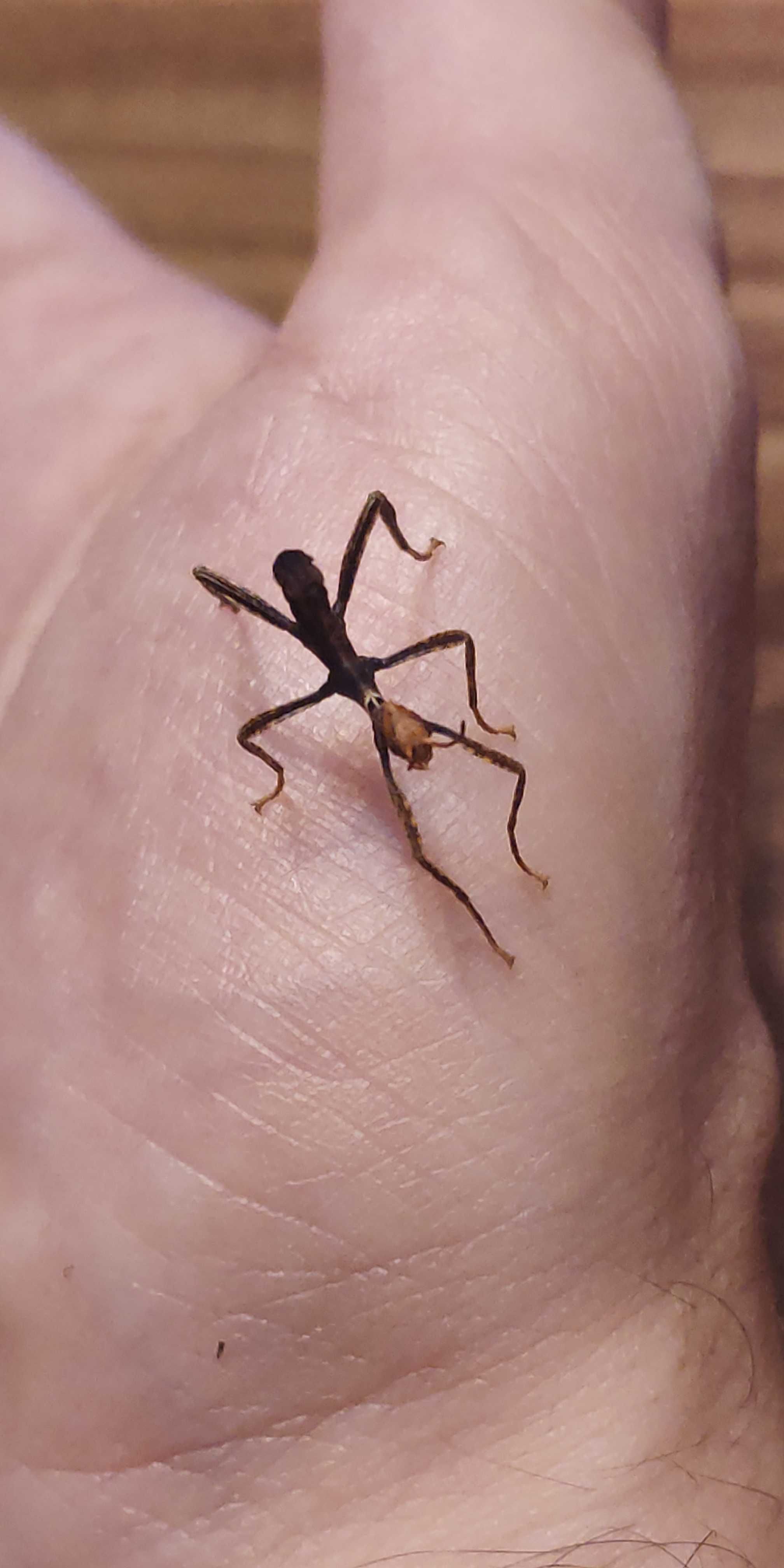 Straszyk australijski - extatosoma tiaratum