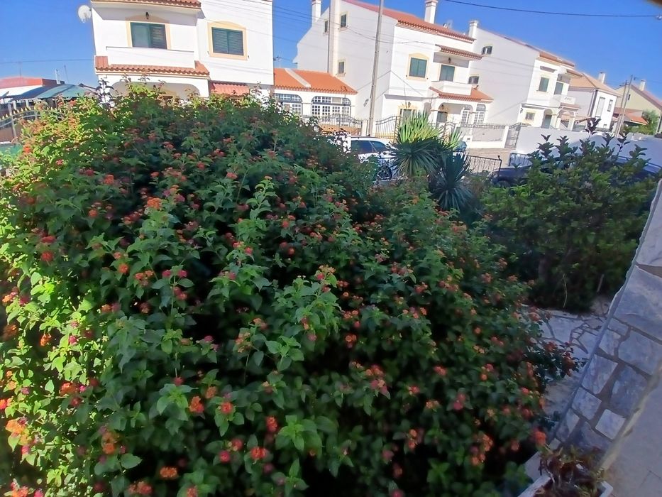 Limpeza de terrenos e manutenção jardins