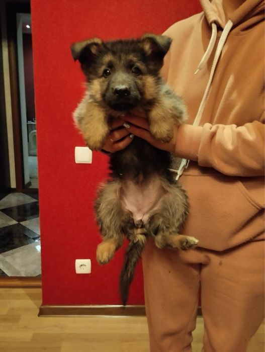 Продам цуценят Німецької вівчарки