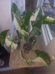 Syngonium emerald variegata