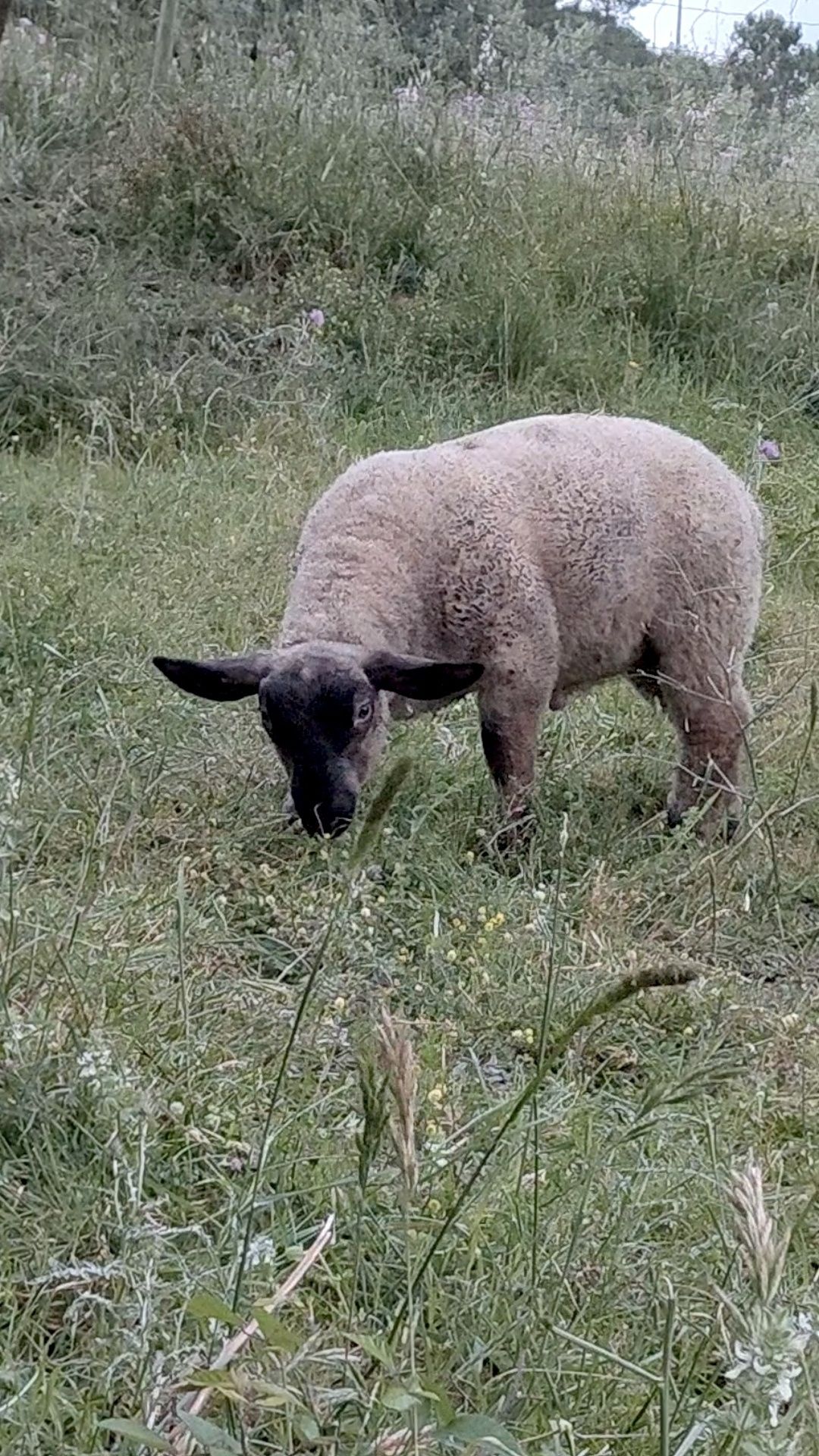 Borrego Suffolk x Border Leicester