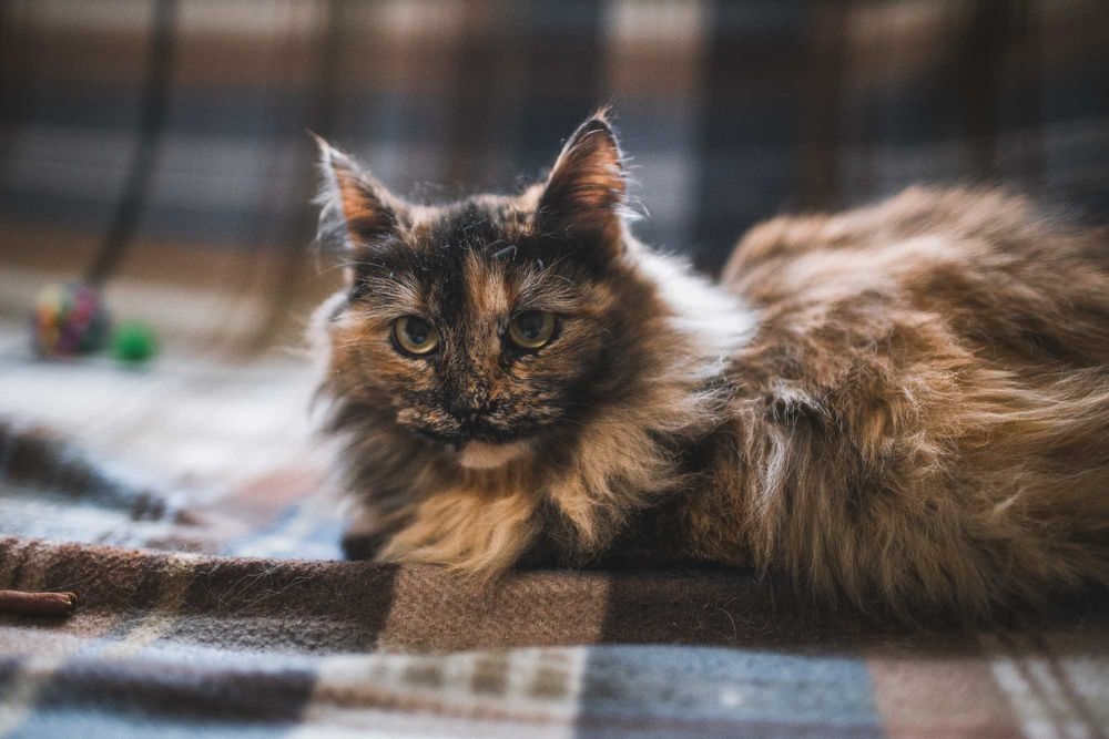 Кошенятко дівчинка 9 місяців шукає сім'ю