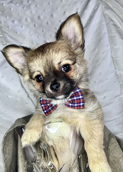Chihuaua gotowy do odbioru