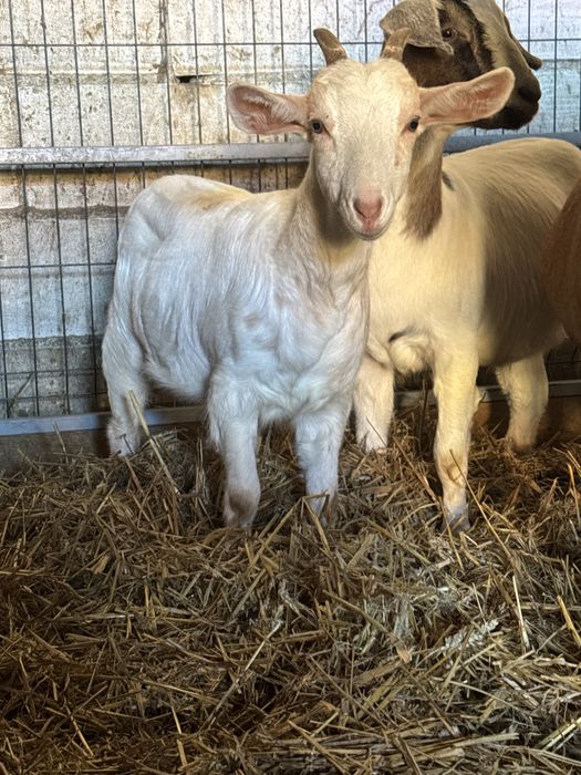 Sprzedam kozę kózkę