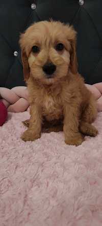 Goldendoodle F1 b mini Piesek Gotowy na zmianę domu