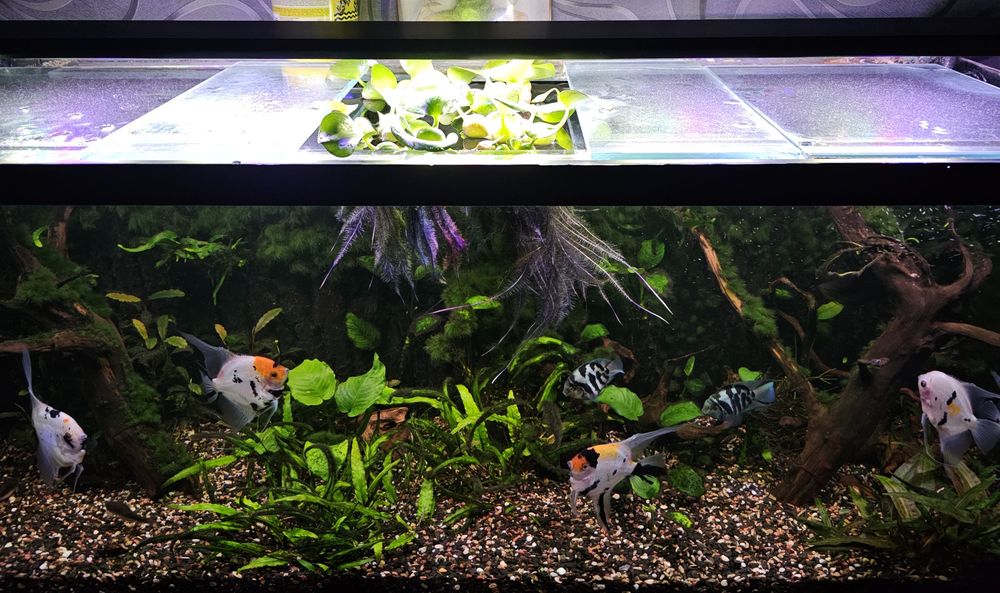 Ейхорнія (Гіацинт водяний)