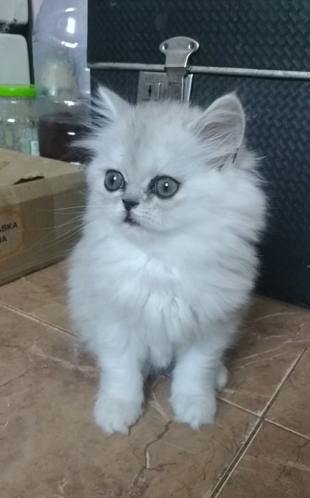 Котята серебристая шиншилла белая